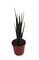 Fernwood Mikado Snake Plant - Sanseveria - Almost Impossible to kill - 2" Pot